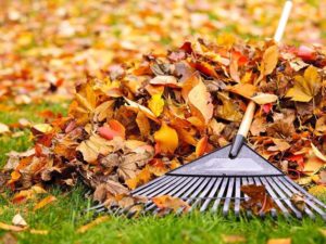 Leaf Cleanup Norwalk Seasonal - Des Moines, Iowa