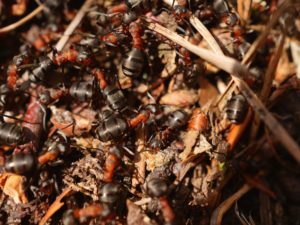pest control Norwalk Seasonal - Des Moines, Iowa