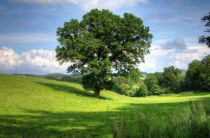 Tree Services Norwalk Seasonal - Des Moines, Iowa