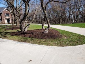 Mulch around trees by Norwalk Seasonal - Des Moines, Iowa