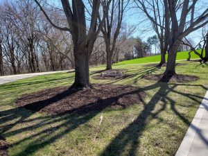 Landscaping and mulch around trees by Norwalk Seasonal - Des Moines, Iowa